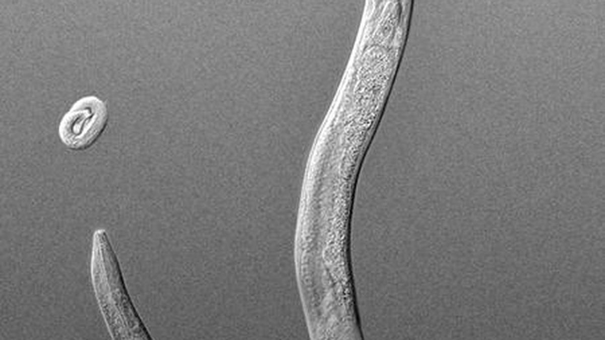 Roundworms do inherit info on threats to avoid, but with a catch