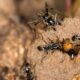 Science Quiz: Kindness in the animal kingdom