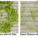 Science for all: Moss spores survive space exposure, challenging life’s bounds