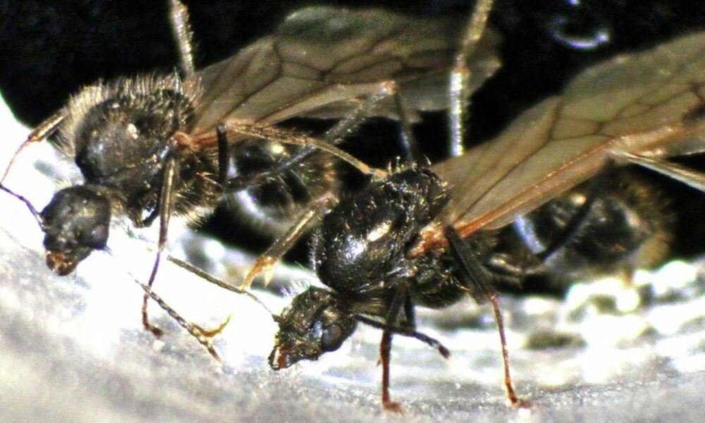 The curious case of the ant queen producing sons of two species