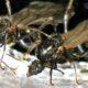 The curious case of the ant queen producing sons of two species
