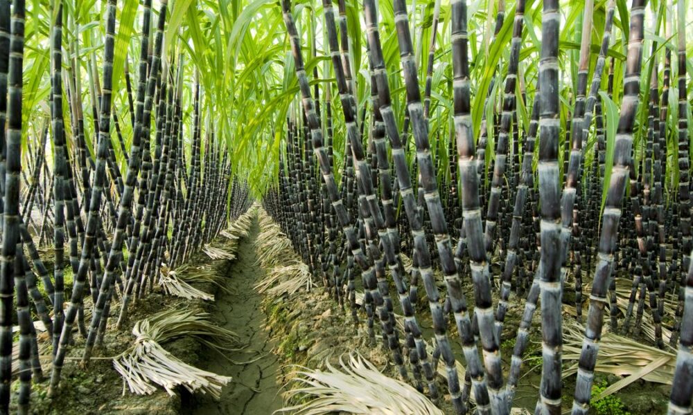 The many roles of sugarcane in India and the world