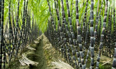 The many roles of sugarcane in India and the world