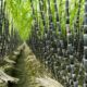 The many roles of sugarcane in India and the world