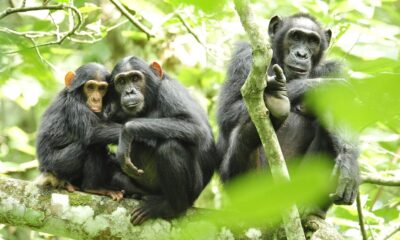 The rational ape: study says chimpanzees reason through their beliefs