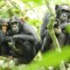 The rational ape: study says chimpanzees reason through their beliefs