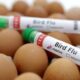 Washington State man believed to be first to die from rare strain of H5N5 bird flu in U.S.