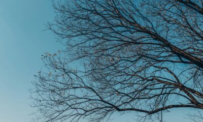 What is a ‘random forest’?