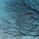What is a ‘random forest’?