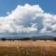 Why do clouds have different shapes?