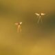 Africa study catches ‘high-flying’ mosquitoes spreading pathogens