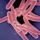 Could rewiring macrophage metabolism make TB treatments shorter?