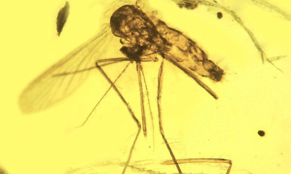 Fossils, genomes clash as scientists debate the mosquito’s origins