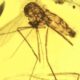 Fossils, genomes clash as scientists debate the mosquito’s origins
