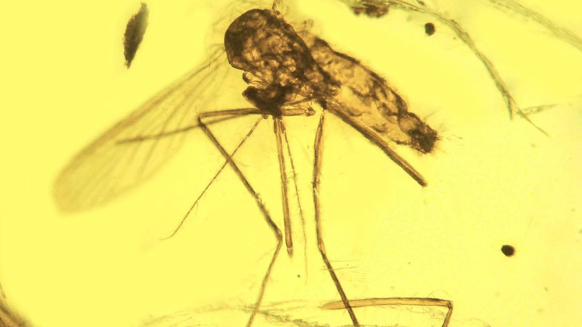 Fossils, genomes clash as scientists debate the mosquito’s origins