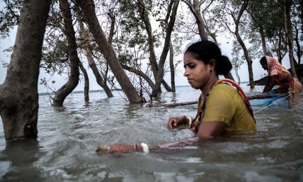 How mangroves’ cells helps plants survive in saltwater