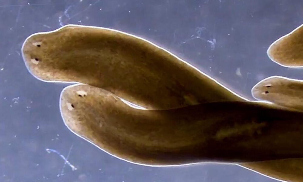 In axolotls and flatworms, regeneration is a body-wide choreograph