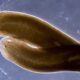 In axolotls and flatworms, regeneration is a body-wide choreograph