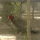 India’s western tragopan steadied by captive breeding, an interim fix