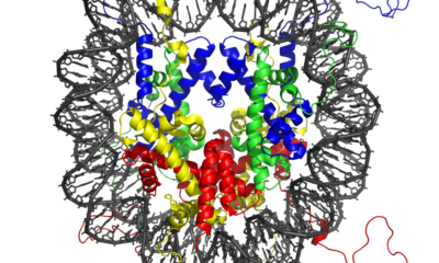 Just five DNA letters flip chromatin from fluid to solid-like state