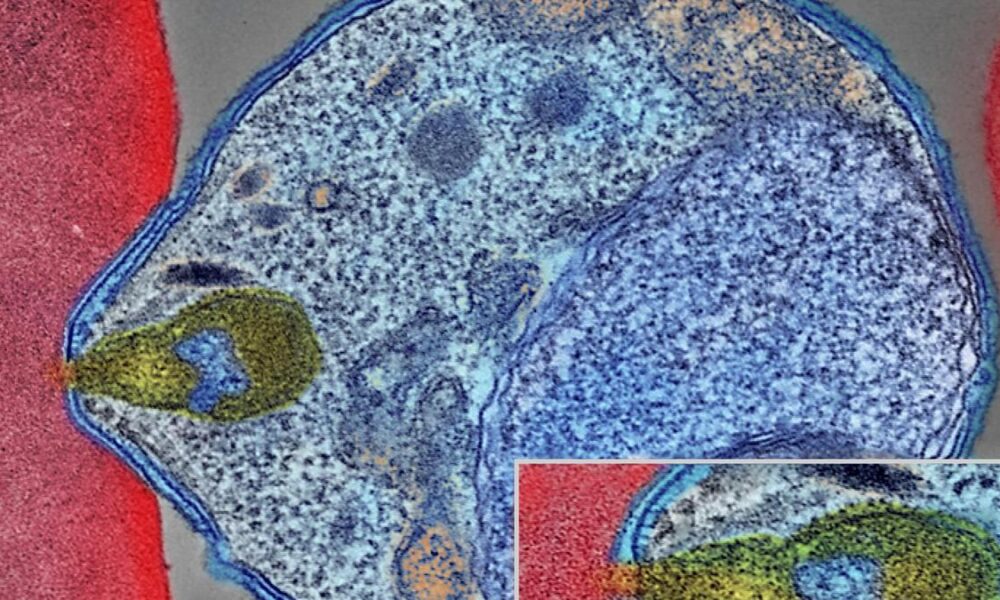 Malaria parasites corkscrew their way deeper through skin