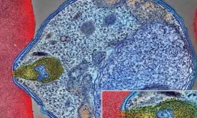 Malaria parasites corkscrew their way deeper through skin