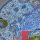 Malaria parasites corkscrew their way deeper through skin