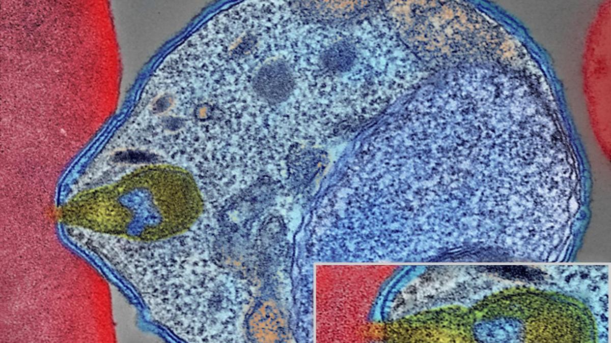 Malaria parasites corkscrew their way deeper through skin