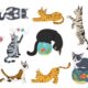 New research traces how Africa’s wildcats became today’s house cats