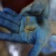 Researchers identify key genetic factors causing oral cancer early among Indian tobacco chewers