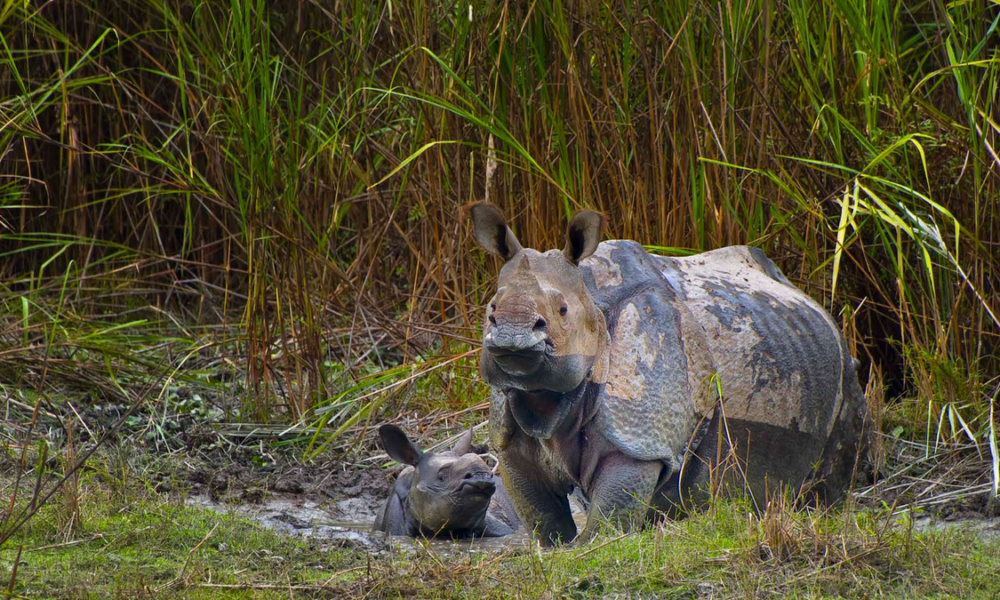 Rhino dehorning brings poaching in African reserves crashing down