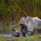 Rhino dehorning brings poaching in African reserves crashing down
