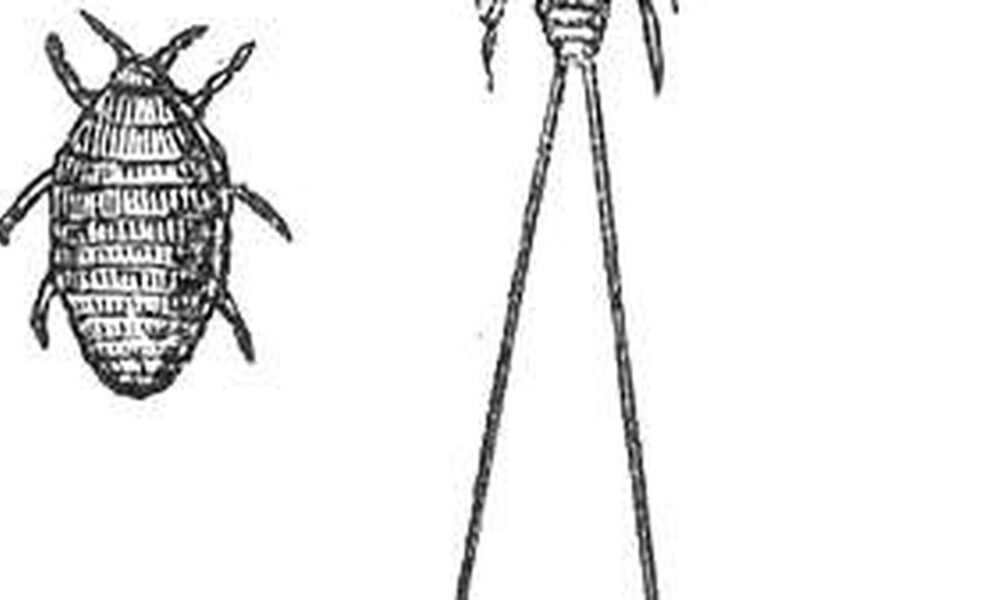 Science quiz: Tools of writing