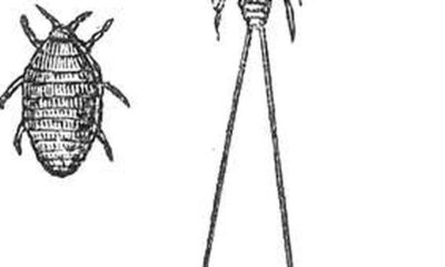 Science quiz: Tools of writing