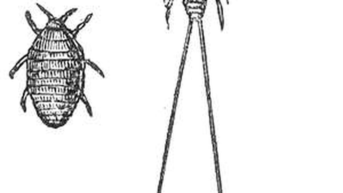 Science quiz: Tools of writing