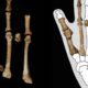 Scientists solve mystery of prehistoric 'Burtele Foot'