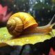 The snail as a model for restoring vision in humans
