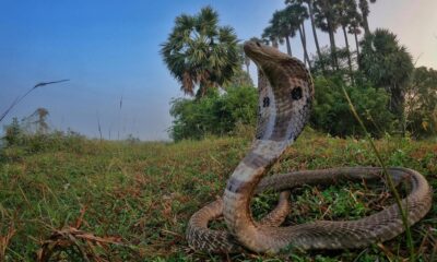 Twenty-first century solutions to snake bites