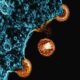 World AIDS Day: why HIV infections are still so hard to treat