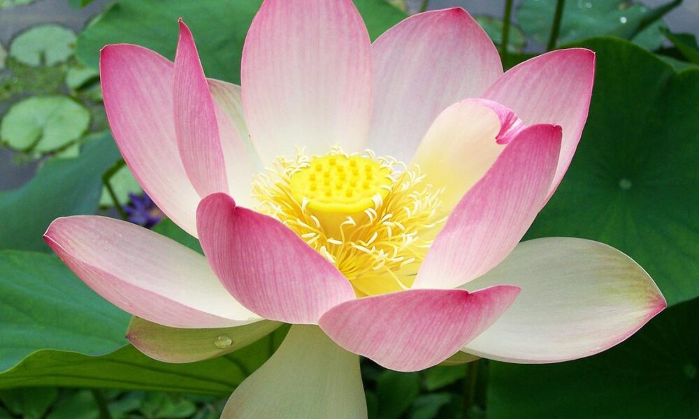 A natural heater hidden in India’s ‘sacred lotus’ flowers