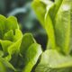 Do plants listen to music? How do they respond?