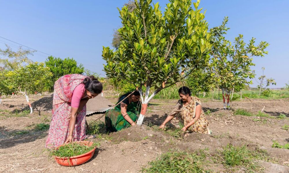 Green paradox: planting trees will cool a megacity unless it’s dry