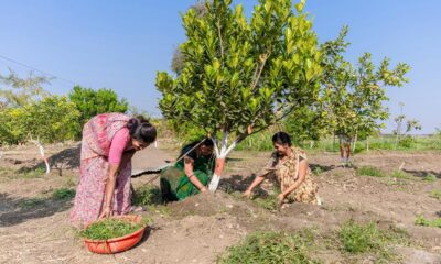Green paradox: planting trees will cool a megacity unless it’s dry