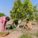 Green paradox: planting trees will cool a megacity unless it’s dry