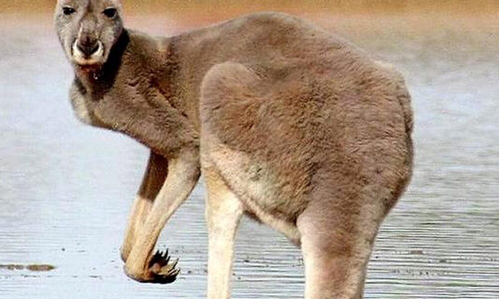 How did kangaroos evolve to hop?