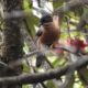 Jabarkhet: can private reserves restore wildlife and keep tourism gentle?
