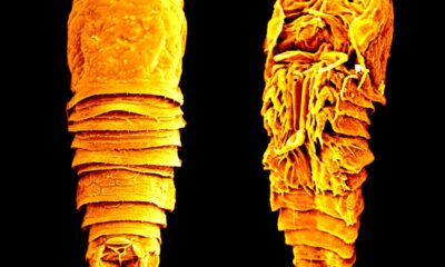 Microscopic crustacean discovered in Kavaratti established as a new genus and species, say researchers