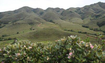 Not just forests: why grasslands also belong in national climate plans