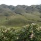 Not just forests: why grasslands also belong in national climate plans