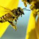 Sex systems drive faster mitochondrial evolution in many insects